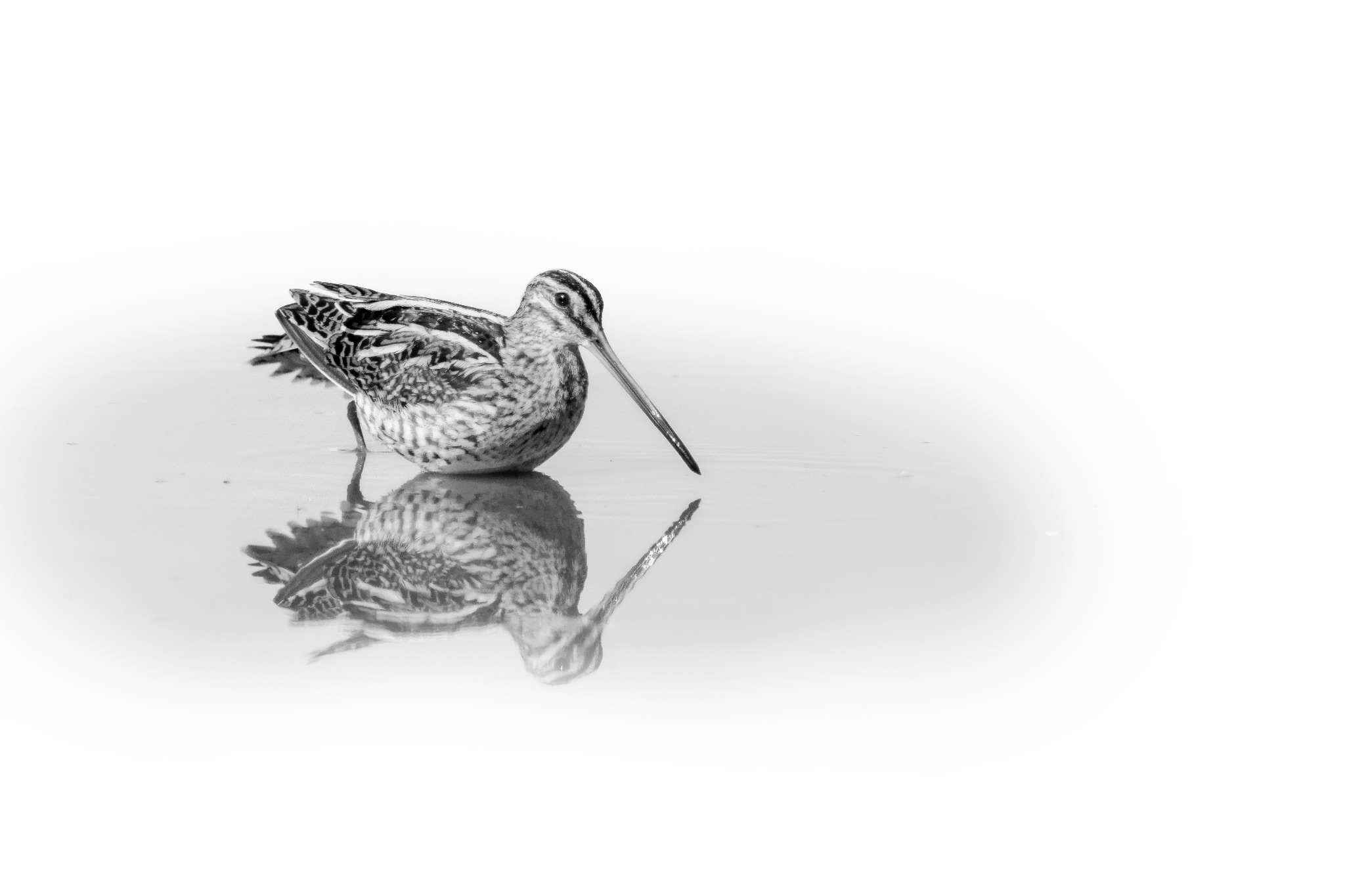 Bécassine des marais